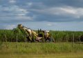 Zuckerrohrernte auf einem Feld in Kuba