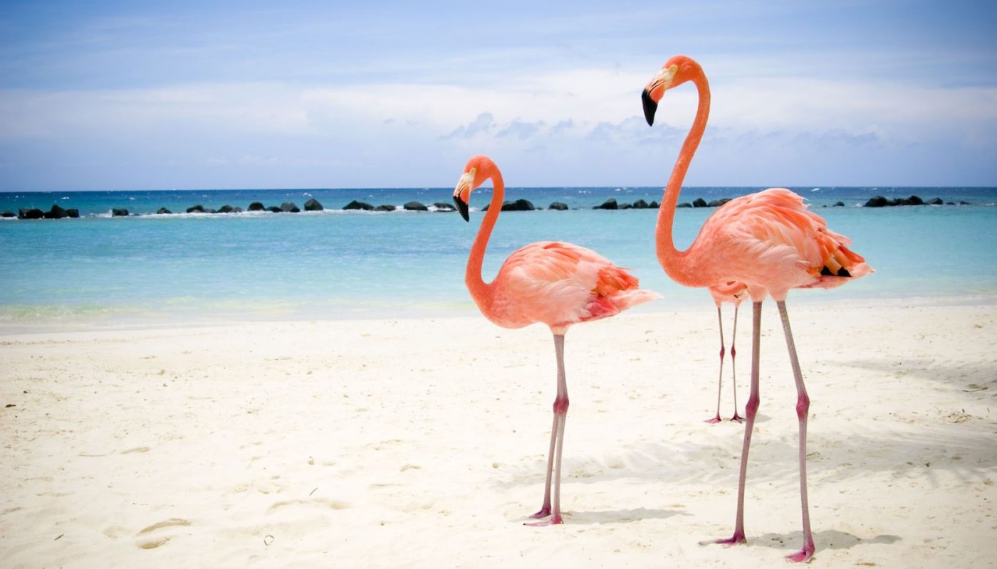Gute Neuigkeiten für die Flamingos: Die Cayos in Ciego de Ávila stehen unter Naturschutz
