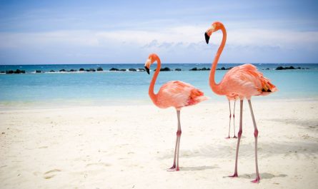 Gute Neuigkeiten für die Flamingos: Die Cayos in Ciego de Ávila stehen unter Naturschutz