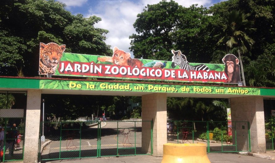 Vogelgrippe-Ausbruch im Zoo von Havanna